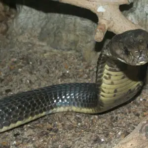 Caspian Cobra photo