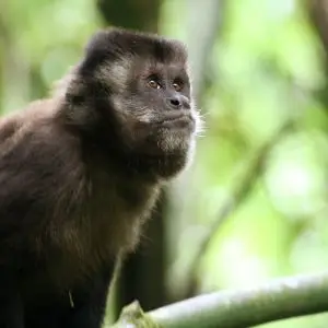 Black Capuchin photo