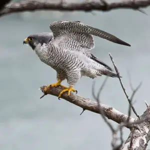 Peregrine Falcon - Facts, Diet, Habitat & Pictures on 