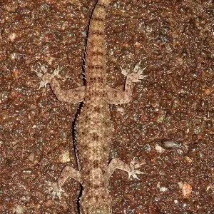 Brook's House Gecko Hemidactylus brookii. Clicked by Dr. Raju Kasambe in BNHS Conservation Education Centre, Goregaon, Mumbai. Sanjay Gandhi National Park.