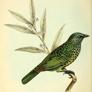 Spotted tanager