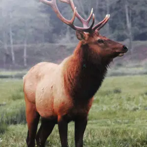 Join us at the BLM's Coos Bay District where we're getting some amazing photos of Roosevelt elk in the wild! The Dean Creek Elk Viewing Area is the year-round residence for a herd of about 100 Roosevelt elk. A mild winter climate and abundant food allow O