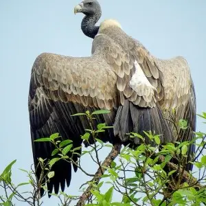Indian Vulture photo