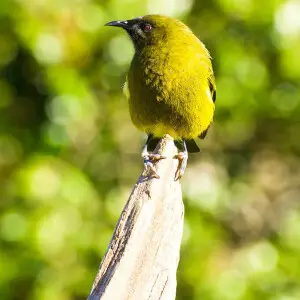 New Zealand Bellbird (also known by its native name Korimako) on Tiritir Matangi Island, New Zealand.