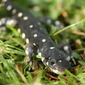 Adult California Tiger Salamander (Ambystoma californiense) at various locations in California's Central Valley.