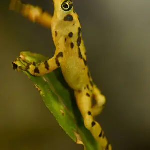 Semaphore behavior of Panamanian Golden Frog at the Smithsonian's National Zoological Park