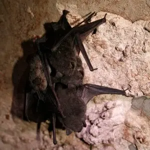 Cluster of hibernating gray bats (Myotis grisescens)

credit: USFWS/Ann Froschauer