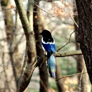 Gachi, the Korean bird for good luck. In English it is called an Oriental Magpie, although they are considerably larger and brighter in colour than any Magpie I have seen elsewhere in the world. Photo taken near Seoul in South Korea.