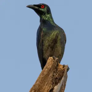 Asian Glossy Starling photographed on June 27, 2021, in Burgos, Ilocos Norte, Philippines.