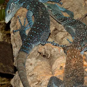 Varanus macraei (blue treemonitor) lives on the Indonesian island Batanta. Varanus macraei is one of the subspecies in the Varanus prasinus-complex