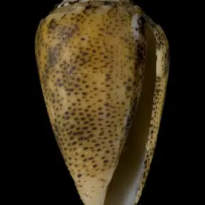 PRESERVED_SPECIMEN; Conus arenatus Hwass, 1792; Type status: 	N/A; Identified by:	Monnier E. &amp; Tenorio M.; Individual count:	1; Event date: 	2012-12-03T00:00:00Z