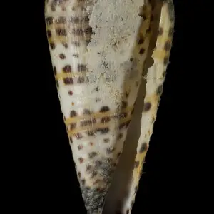 PRESERVED_SPECIMEN; Conus litteratus Linnaeus, 1758; Type status: 	N/A; Identified by:	N/A; Individual count:	1; Event date: 	2012-11-06T00:00:00Z