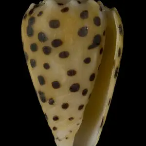 PRESERVED_SPECIMEN; Conus pulicarius Hwass, 1792; Type status: 	N/A; Identified by:	Monnier E. &amp; Tenorio M.; Individual count:	1; Event date: 	2012-11-19T00:00:00Z