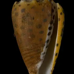 PRESERVED_SPECIMEN; Conus pulicarius Hwass, 1792; Type status: 	N/A; Identified by:	Monnier E. &amp; Tenorio M.; Individual count:	1; Event date: 	2012-12-11T00:00:00Z