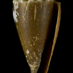 Conus sanguinolentus - Facts, Diet, Habitat & Pictures on Animalia.bio