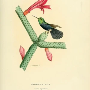 Violet-bellied hummingbird