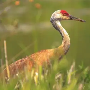Sandhill Crane photo