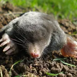 European Mole photo
