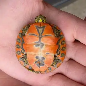 Alabama Red-Bellied Turtle photo