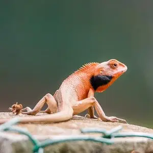 Oriental Garden Lizard photo