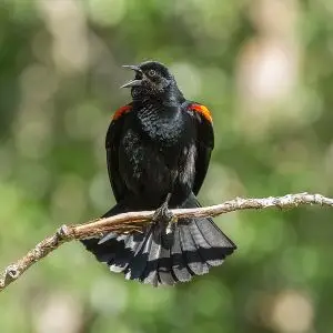 Red-Winged Blackbird photo