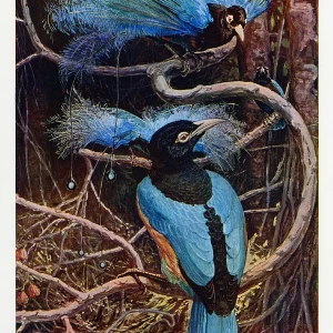Blue bird-of-paradise