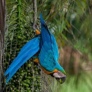 Blue-and-Gold Macaw photo