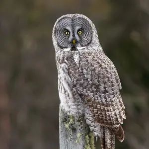 Great Grey Owl photo