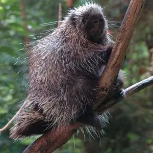 North American Porcupine photo