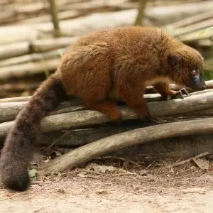 [7666] Red-bellied lemur