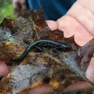 This individual was found under a dead log on the Hematite Trail in Land Between the Lakes National Recreation Area.