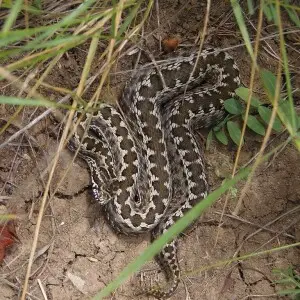 Vipera renardi on a grassy slope. Zaporozhye region, Rozovsky district, buffer zone of the reserve "Stone graves". The species is included in the International Red List of the IUCN as a vulnerable species.