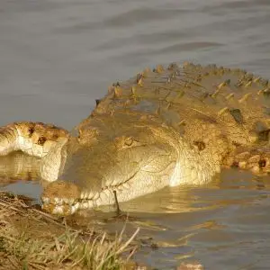 Orinoco Crocodile photo