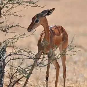 Gerenuk photo