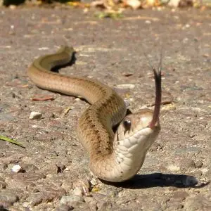 Brown Snake photo