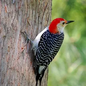 Red-Bellied Woodpecker photo