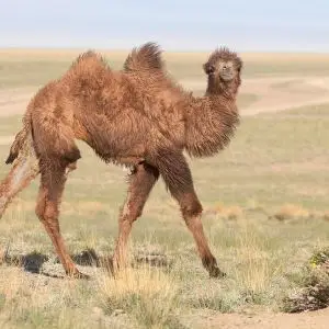 Bactrian Camel photo