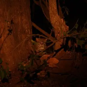 Rusty-Spotted Cat photo