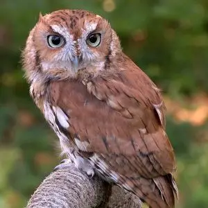 Eastern Screech Owl photo