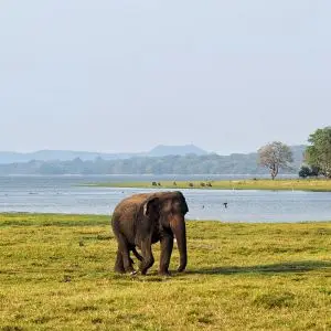 Asian Elephant photo