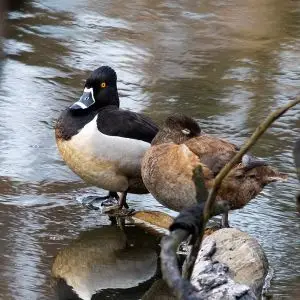 Ring-Necked Duck photo