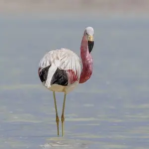 Andean Flamingo photo