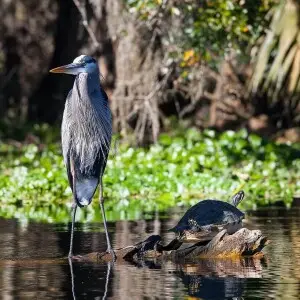 Ardea Herodias - Great Blue Heron and Trachemys scripta scripta - Yellow-bellied Slider Turtle, on the St. Johns River