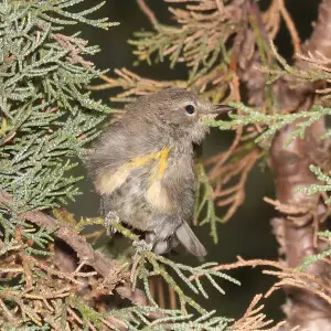 838 - GRACE'S WARBLER (7-4-2018) immature, timbercamp campground, tonto forest, gila co, az -01