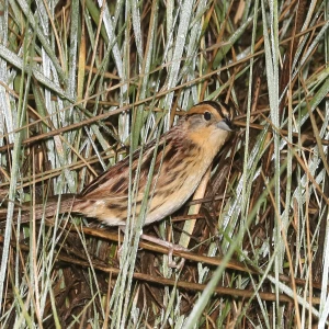 LeConte's sparrow