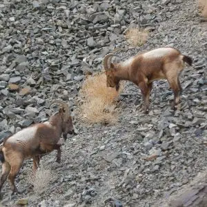 Siberian Ibex photo