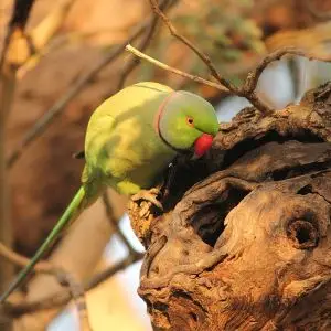Rose-Ringed Parakeet photo
