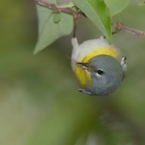 northern parula with insect prey