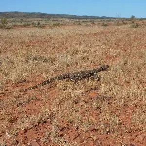 Perentie photo