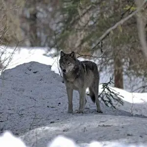Grey Wolf photo